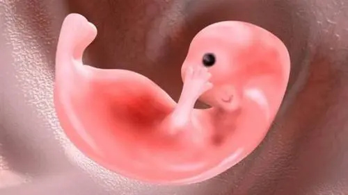 试管婴儿化了是什么意思试管婴儿化胚胎的原因和解决方法