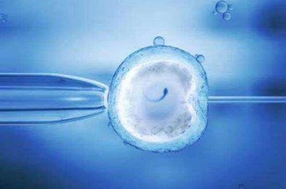 鲜胚和冻胚移植着床时间曝光，揭示8细胞胚胎着床的关键因素
